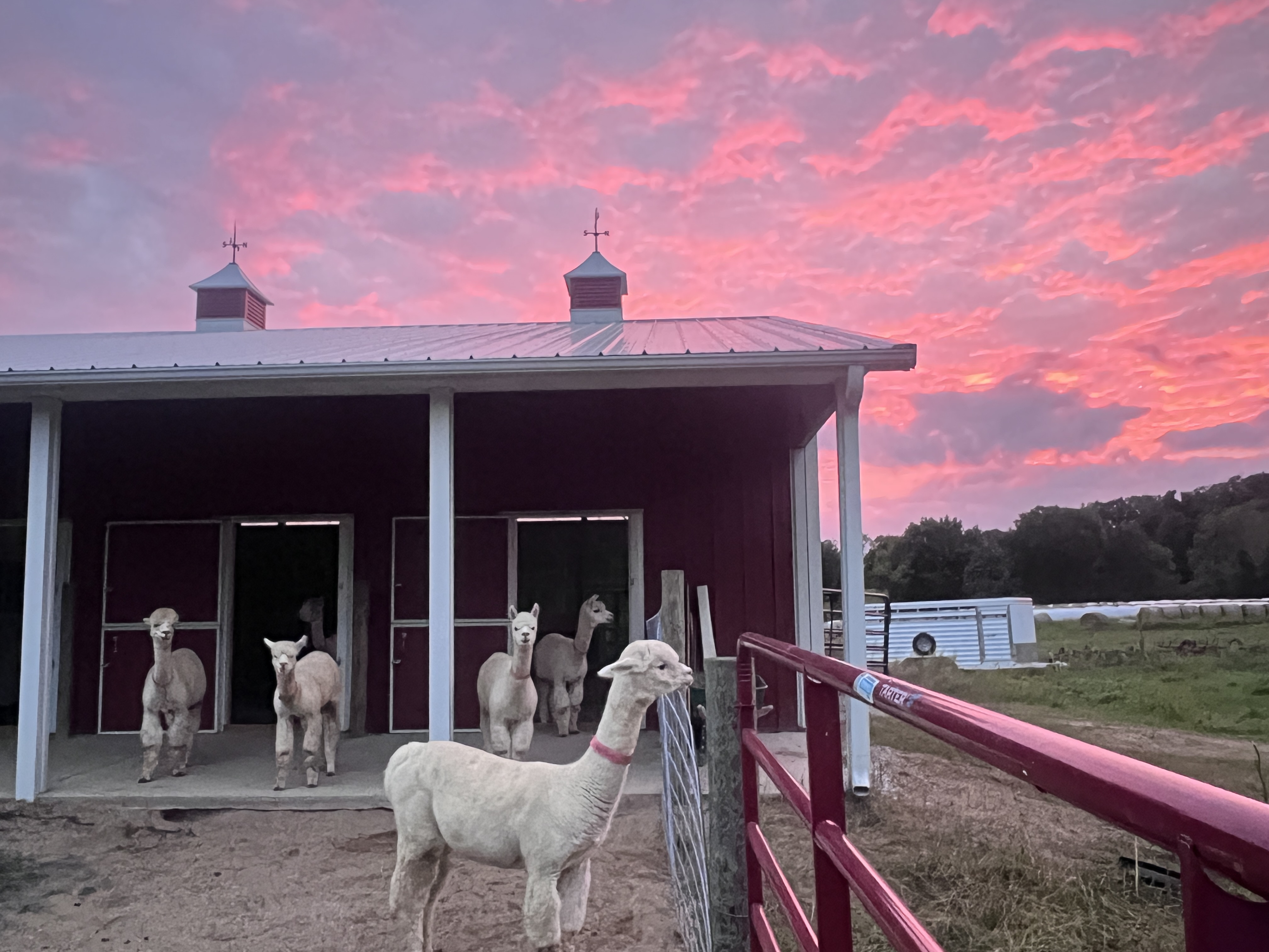 Enchanted Forest Alpacas are enjoying a beautiful sunset in front of their barn.